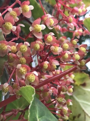 Begonia tropaeolifolia