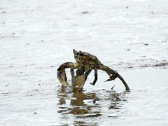 Cyrtograpsus angulatus