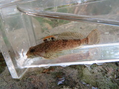 Cottus caeruleomentum