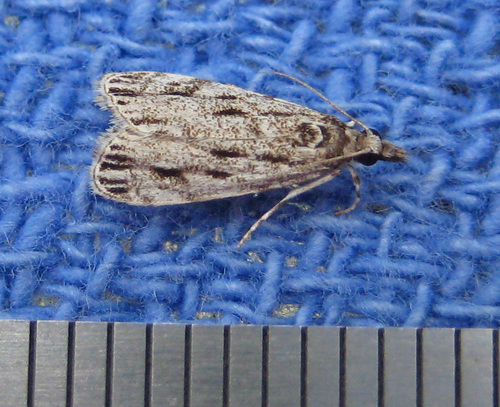 Striped Eudonia Moth photo 4