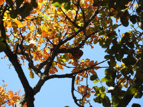 Quercus laeta, photograph 3