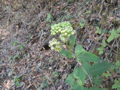 Asclepias ovata