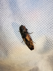 Pherhimius fascicularis