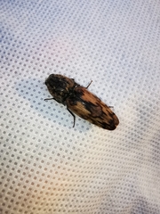 Pherhimius fascicularis