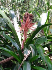 Billbergia pyramidalis