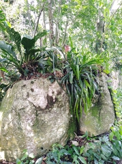 Billbergia pyramidalis