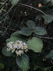 Viburnum lasiophyllum