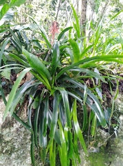 Billbergia pyramidalis