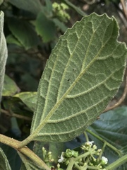 Viburnum lasiophyllum