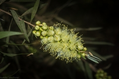 Melaleuca salicina