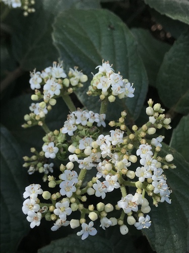 Viburnum lasiophyllum, photograph 5