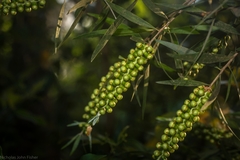 Melaleuca salicina