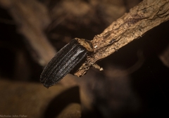 Atyphella scintillans