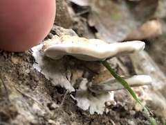 Entoloma parasiticum