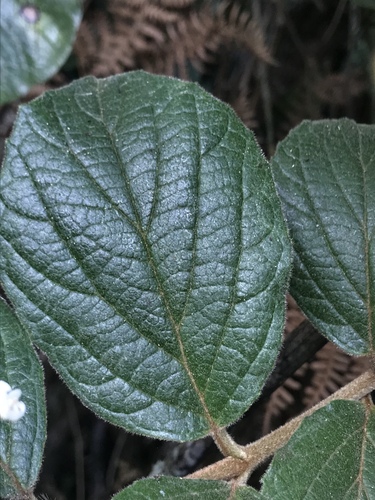 Viburnum lasiophyllum, photograph 6