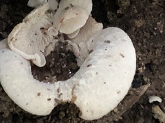 Entoloma parasiticum