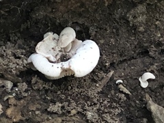 Entoloma parasiticum