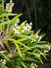 Prosthechea radiata