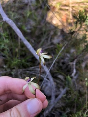 Caladenia testacea