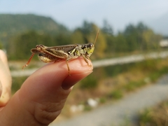 Melanoplus sanguinipes
