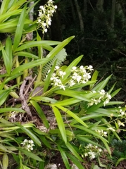 Prosthechea radiata