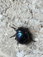 Leptinotarsa haldemani