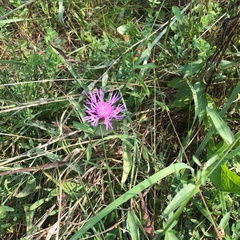Centaurea × moncktonii