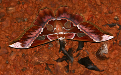 Rothschildia aurota