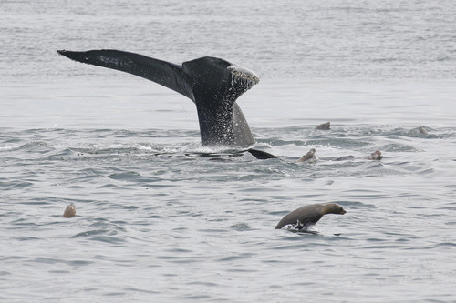Photo of Humpback whale (Megaptera novaeangliae)