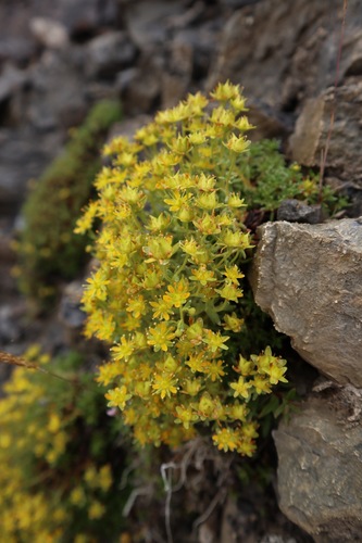 yellow mountain saxifrage (Saxifraga aizoides)