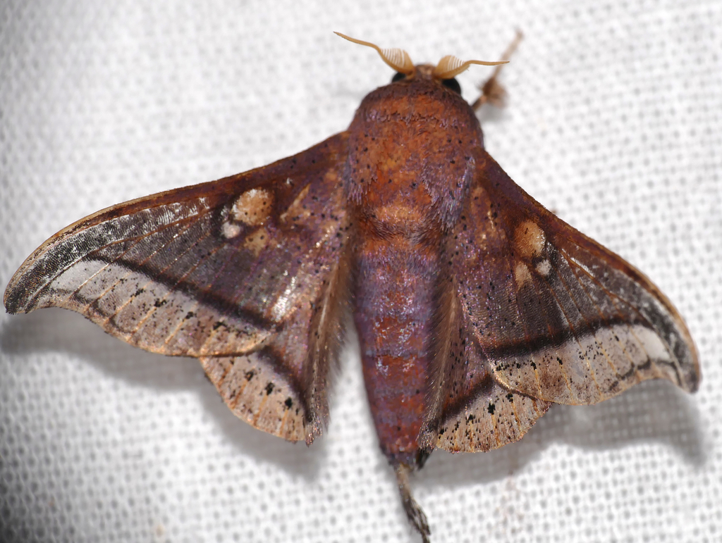 Roelofa narga