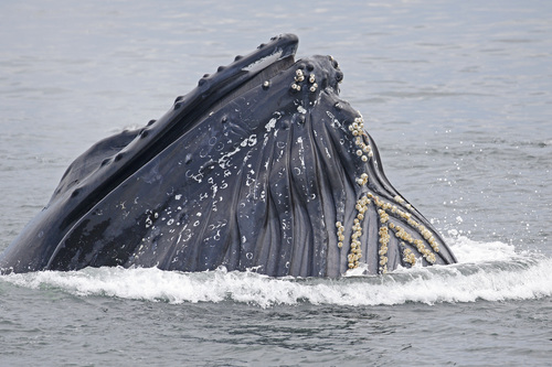 Photo of Humpback whale (Megaptera novaeangliae)