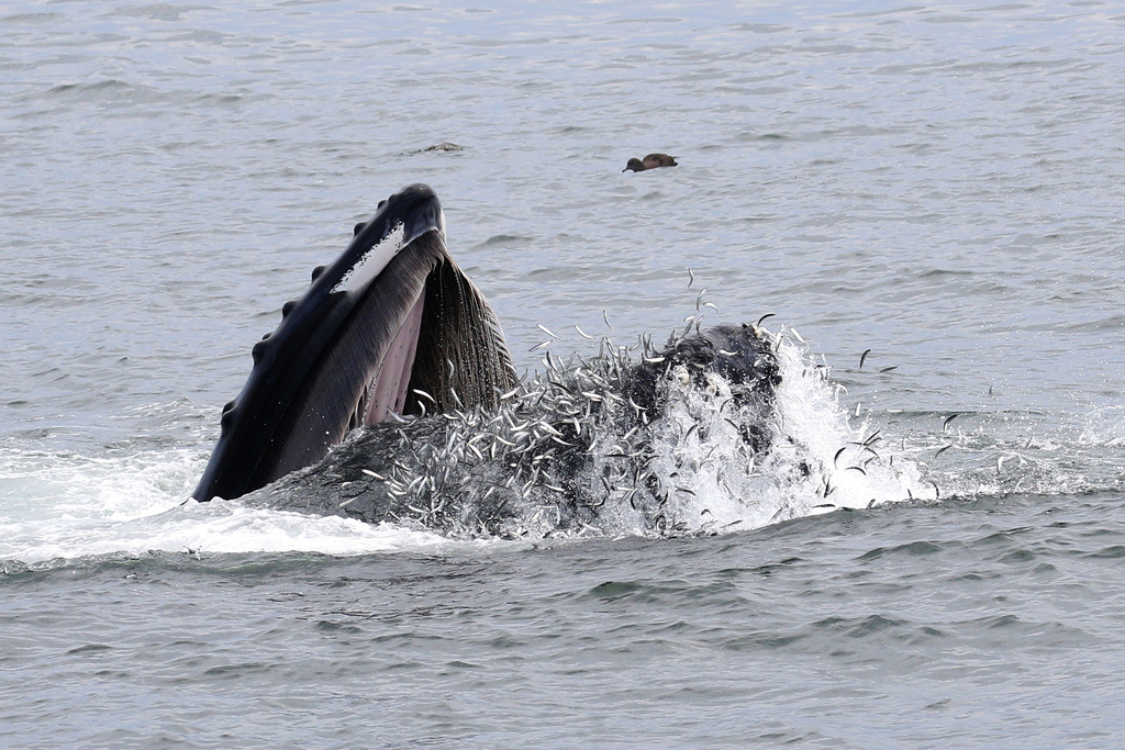 Photo of Humpback whale (Megaptera novaeangliae)