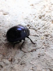 Leptinotarsa haldemani