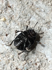 Leptinotarsa haldemani