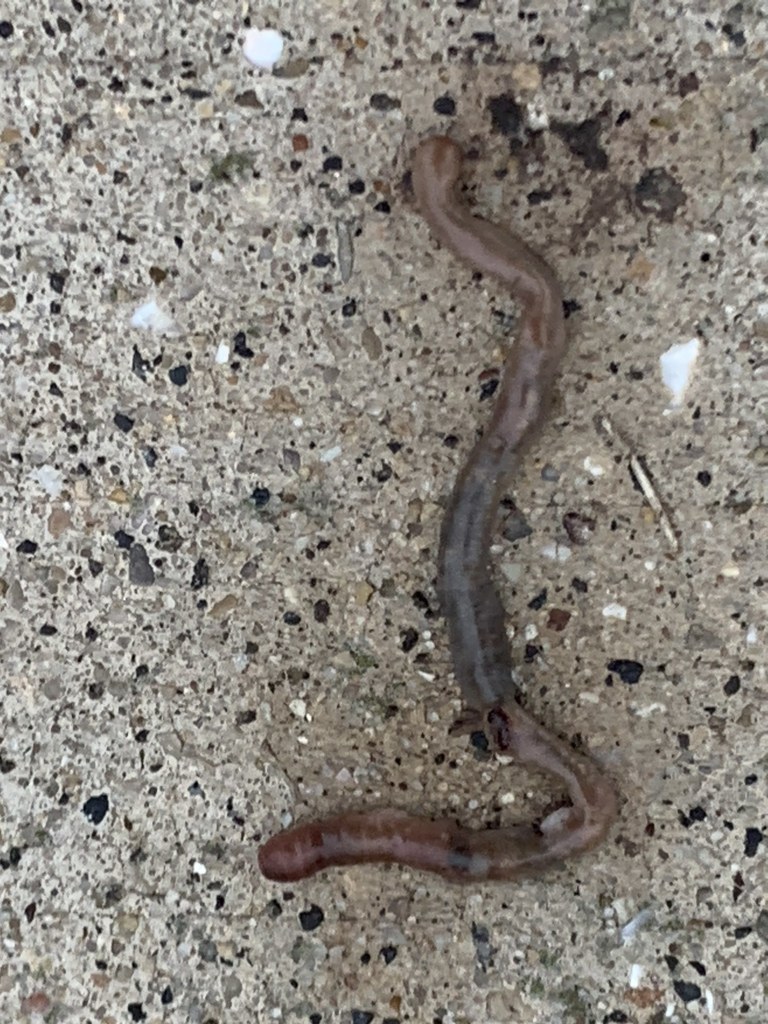 Common Earthworm in September 2020 by aarav12a. It is a earthworm on