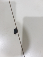 Megadytes