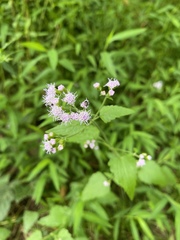 Fleischmannia incarnata