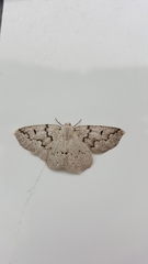 Sabulodes packardata