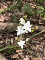 Libertia paniculata