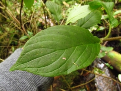Columnea strigosa