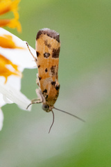 Spragueia perstructana