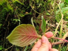 Columnea strigosa