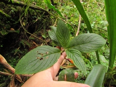 Columnea strigosa