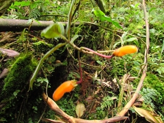 Columnea strigosa