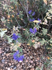 Lamiaceae