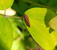 Idiodonus kennicotti