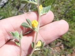 Acmispon brachycarpus
