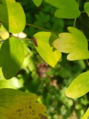 Idiodonus kennicotti