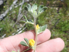 Acmispon brachycarpus